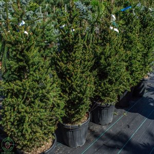 Smrek obyčajný (Picea abies) ´WILLS ZWERG´ - 100-125 cm, kont. C30L